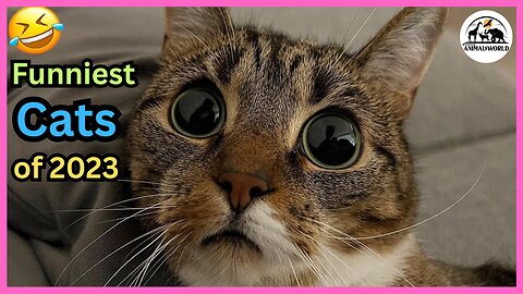 Funny Animal Videos 2023 - Funny Cats _ Dogs