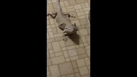 Streaming Dragon