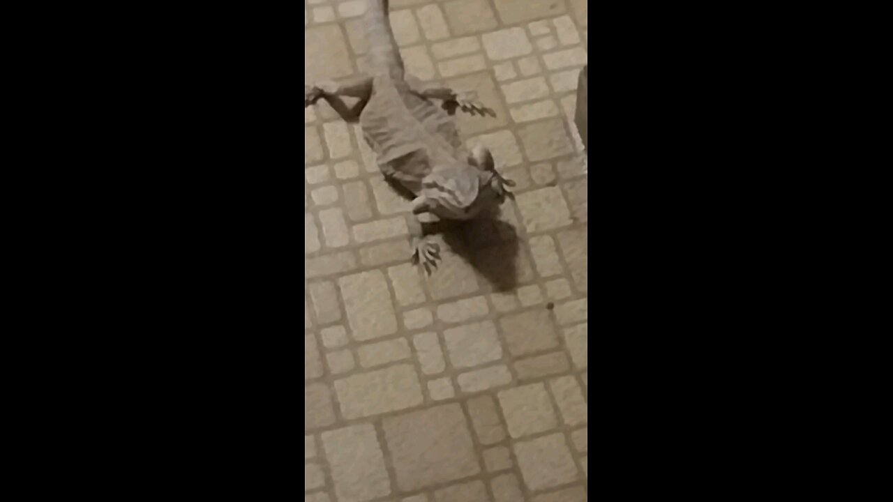 Streaming Dragon