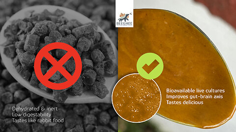 What is Bee Bread? Truth about Pastilles and Dried Pollen vs Beeghee® the Hive-Fermented™ Superfood