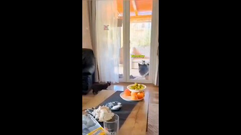 Bad cats