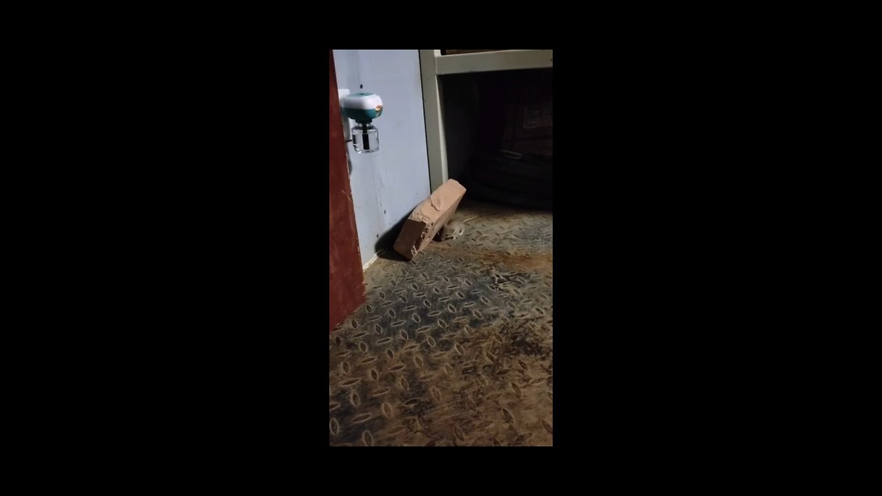 Simple but effective mouse trap - funny mouse trap
