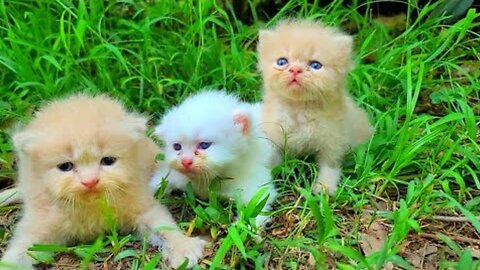 Kittens Crying for Help After Dog Attack | Emotional Cat Rescue in Pakistan