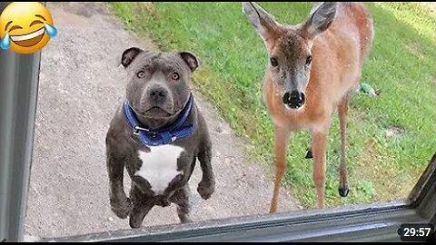 😻 New Funny Cats And Dogs Videos 2024 😆 Best Funniest Animal Videos