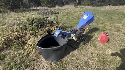 Chipping juniper to deter ants around apiary.