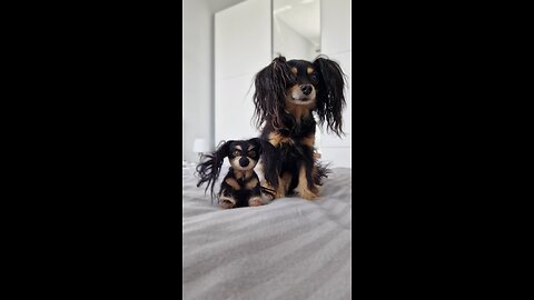 A beautiful 😍 dog