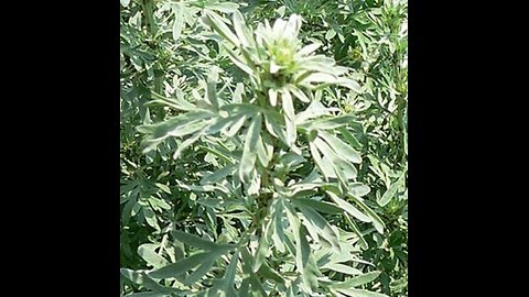 Wormwood (Artemisia absinthium) Quiz (Ethnobotany Phytochemistry)