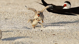 Kids in Chaos: A Hilarious Peek at Sibling Rivalry!