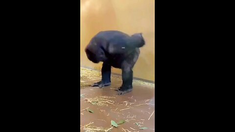 monkey dancing dj
