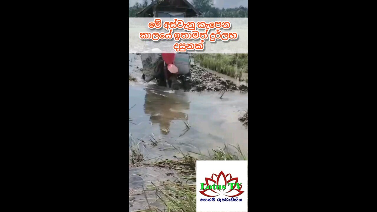 farming paddy