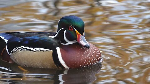 The Fascinating World of Wood Ducks