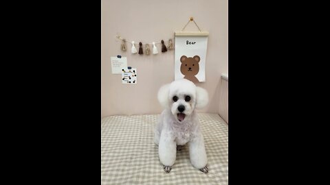 Singing dog (Dreamface AI)
