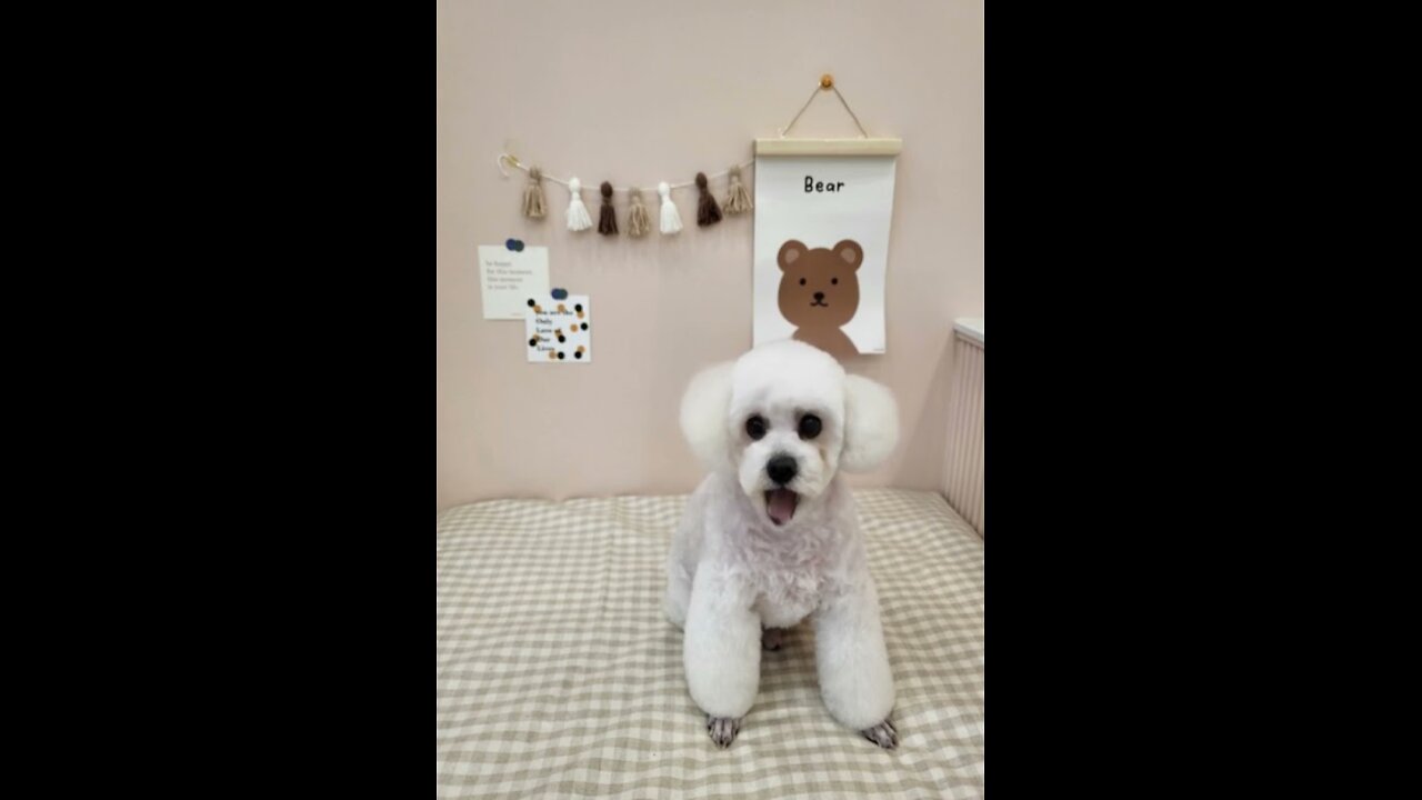 Singing dog (Dreamface AI)