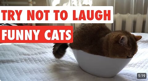 Try Not To Laugh | Funny Cat Video Compilation