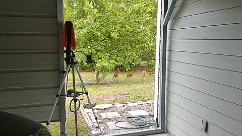 Buck with 6in antlers, one of my babies