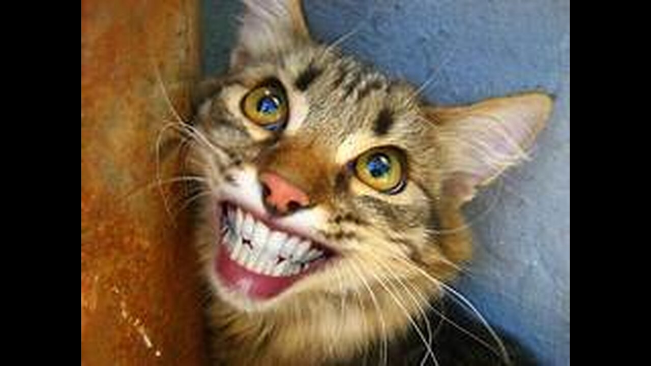 Funny and Cute Cats Collection - Part 43