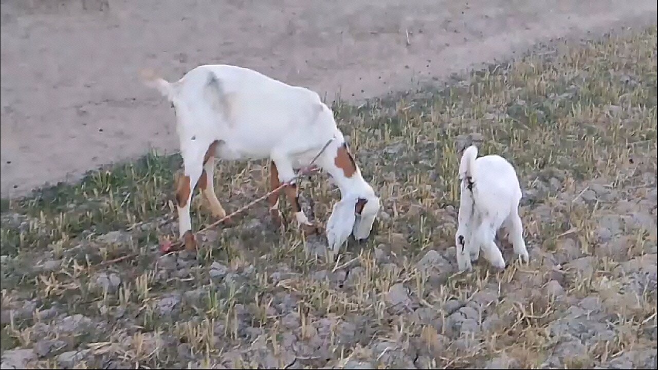 beautiful animals