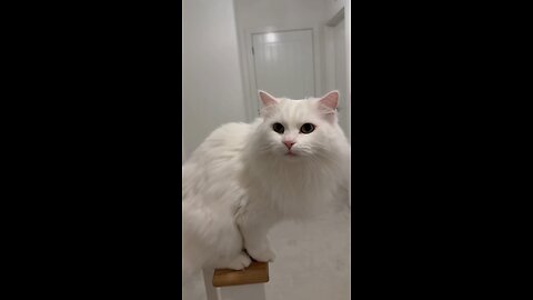 Try Not To Laugh 😆 | Funny Cat & Dog Shorts