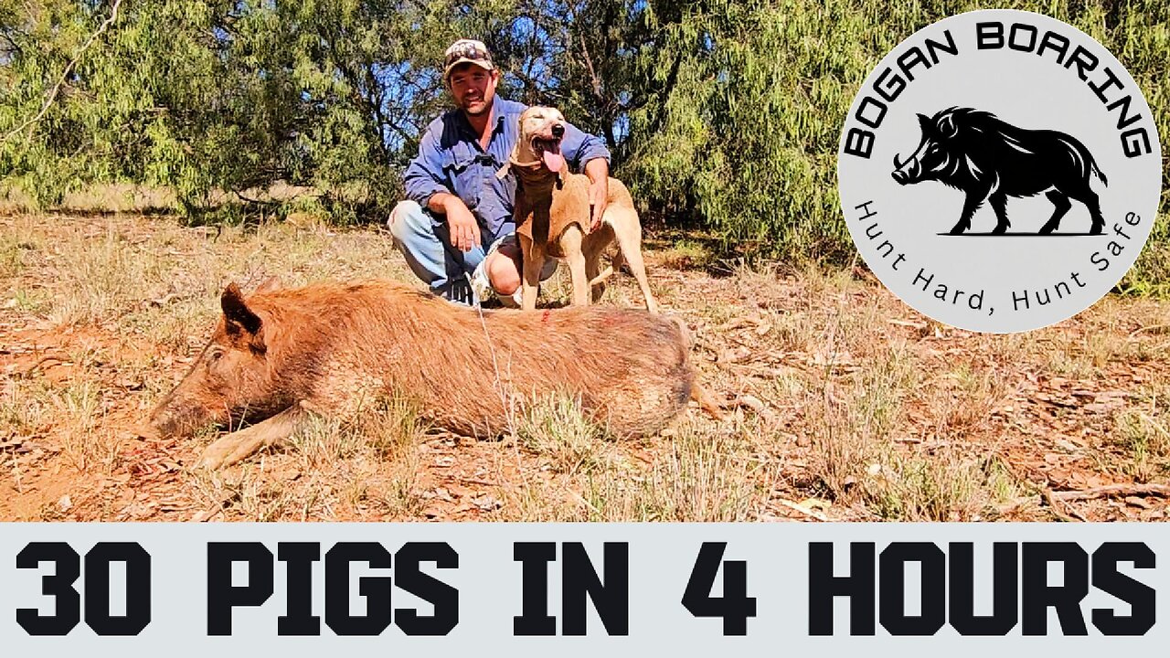 30 pigs in 4 hours