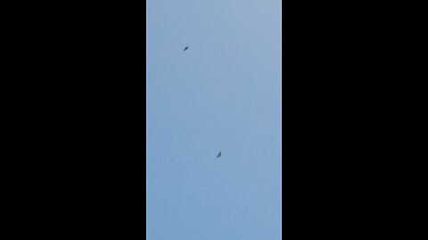 Blackbirds vs hawk
