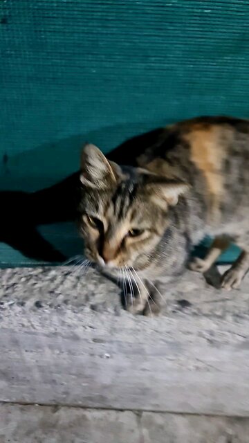 Wherever you go you can find cats