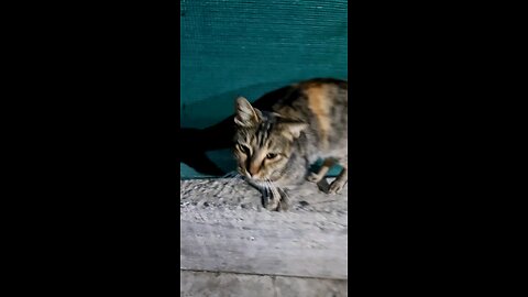 Wherever you go you can find cats