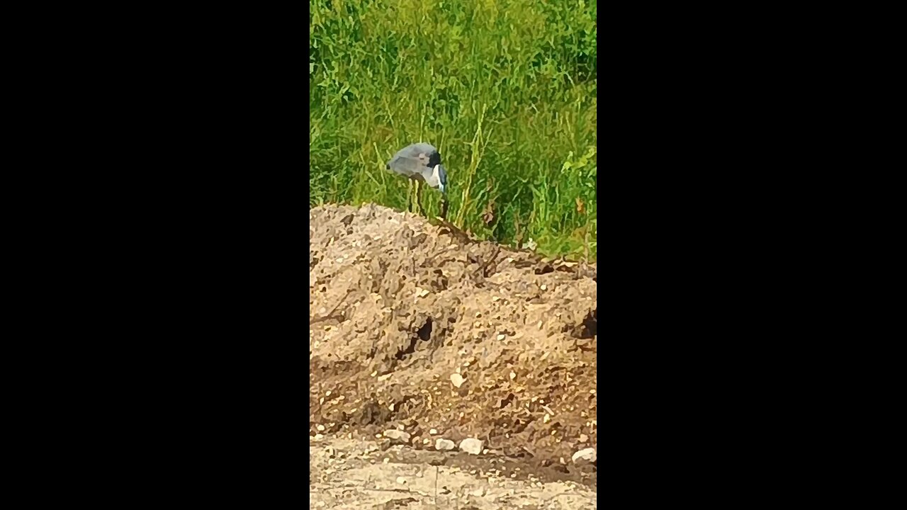 Blue heron having frogs for breakfast