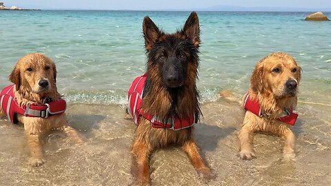 My Dogs Have a Beach House Vacation and Don’t Want to Leave