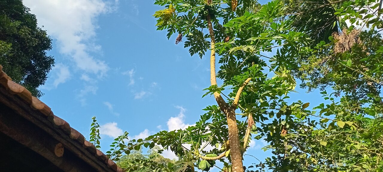 papaya