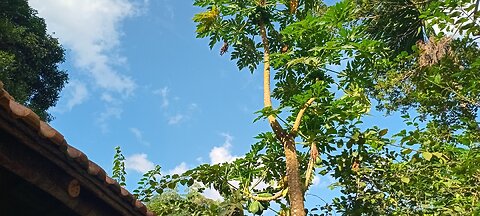 papaya