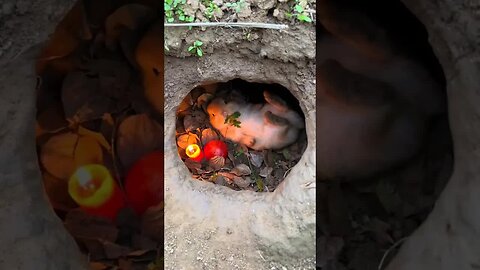 The rabbit eats grass in the warm nest. Cute pet debut plan. Little rabbit. Cute pet in the coun