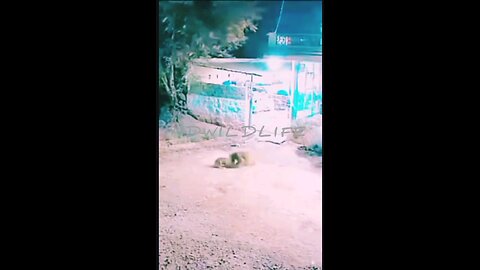live lion attack a dog