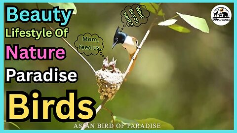 Beauty Lifestyle oF Natural Paradise Birds