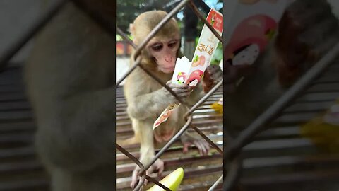 Caring for an Abandoned Monkey, the Mysterious Behaviors of Monkeys #9