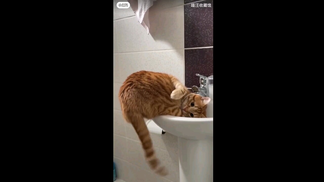 Watch these adorable cats doing the funniest things! From silly antics to heart-melting moments,