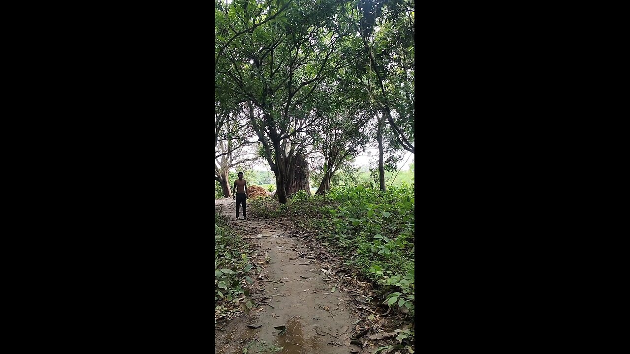 আম পড়ছে আম পড়ছে। #আম #পড়ছে #mango