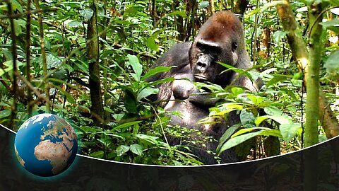 Gorillas - Kings of the jungle
