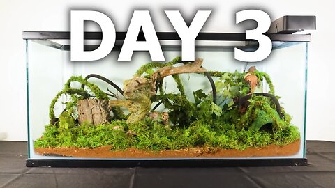 Simulating a Rainforest for 3 Days