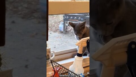 Pets Who Turned Chaos Into Comedy!