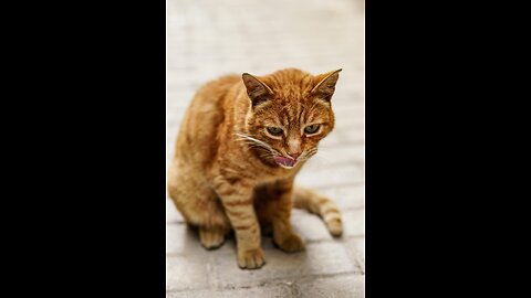“Hungry Cats Chasing Me for Food — Cutest Chaos Ever!”