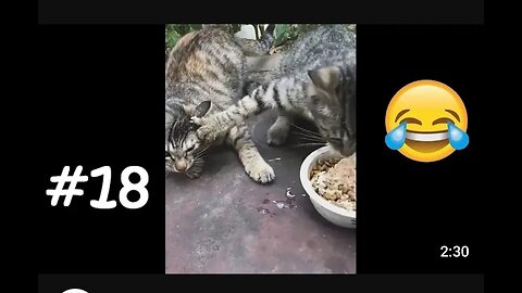 😂Funny animals videos Part5 😂