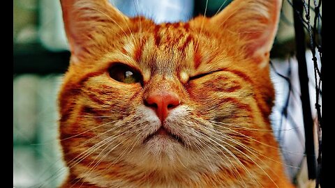 cat videos - Funniest cats