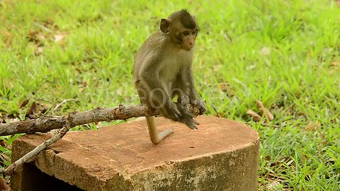 monkey videos