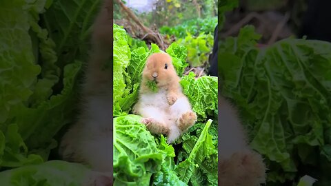 Rabbit eats cabbage while working with grandpa Cute pet debut plan Rabbit Rural cute pet