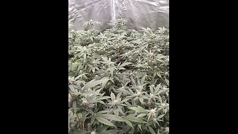 sour grape diesel by James loud genetics week 1 bloom