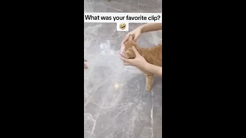 Funny cats and critters!
