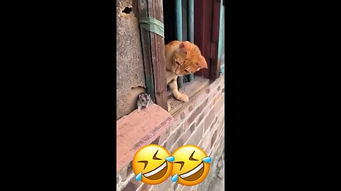 Animal funny Talk