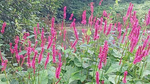 10, busy english bees (2)
