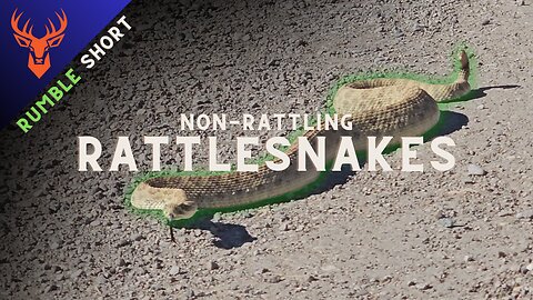 Non-Rattling Rattlesnakes | Rumble Short | KAMPwild Adventures