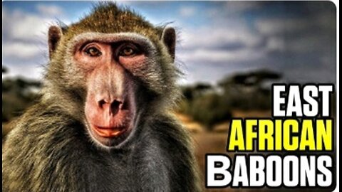 The Amazing lives of East African Baboons